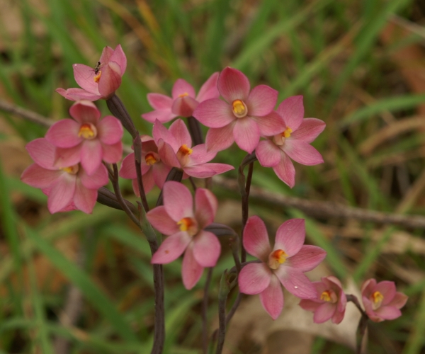 Thelymitra rubra